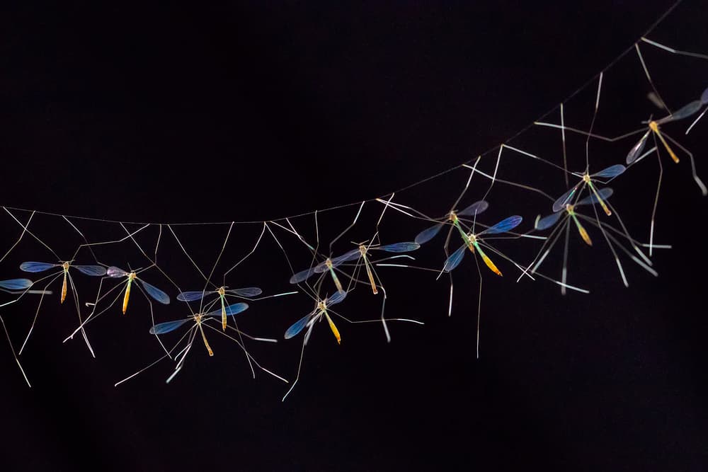 Suspended Crane Flies by Fauzan Maududdin — canvas wall art