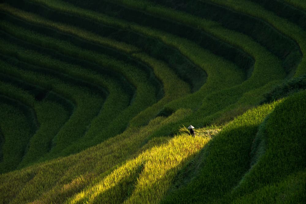 Golden Rice Terraces by Sarawut Intarob — canvas wall art