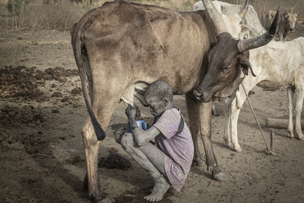 Milking the Herd by Elena Molina — canvas wall art