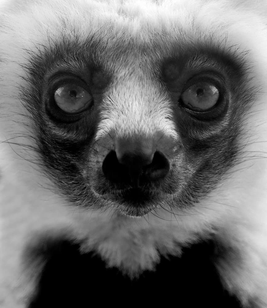Intense Lemur Gaze by Robin Wechsler — canvas wall art