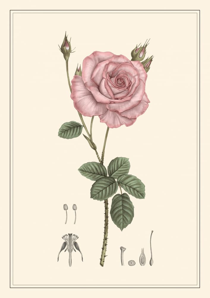 Pink Rose Botanical Study by Giulia Borsi — canvas wall art
