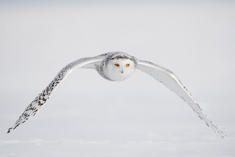 Snowy Owl in Flight by Marco Pozzi — canvas wall art
