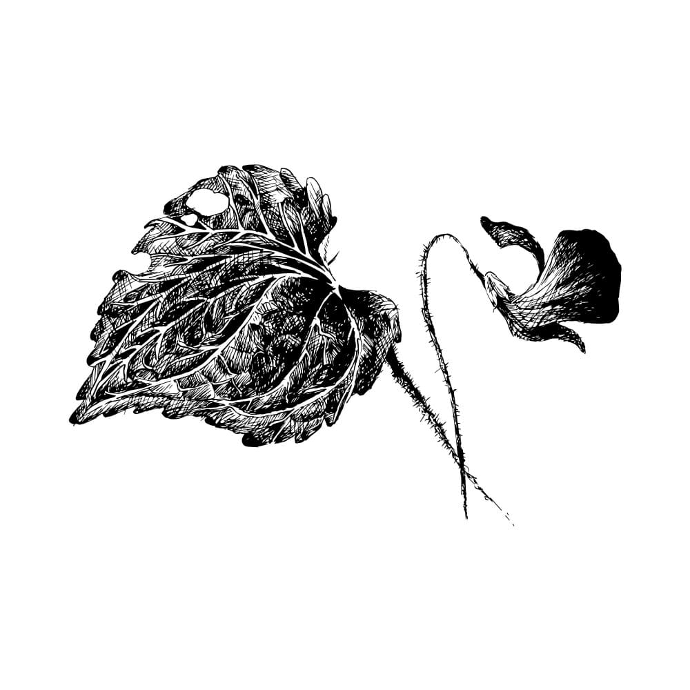 Delicate Botanical Drawing by Marika Barsrsind β canvas wall art