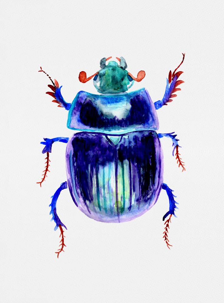 Blue Jewel Beetle by Kata Botanical — canvas wall art