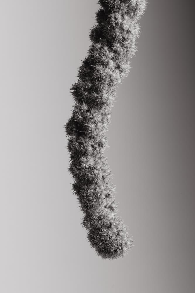 Monochrome Plant Detail by Pictufy Studio III — canvas wall art