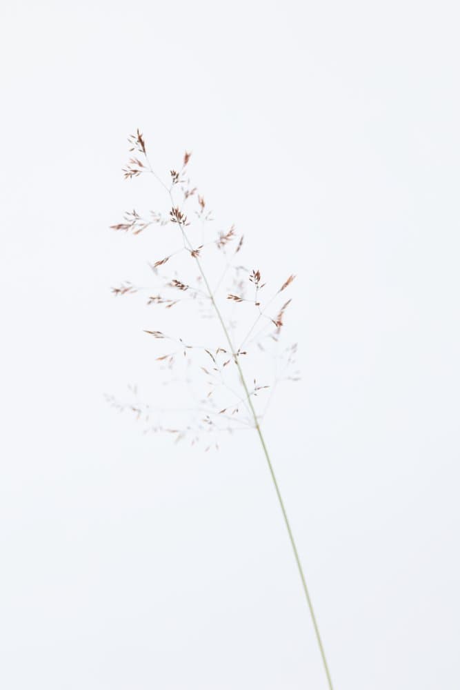 Delicate Botanical Stem by Pictufy Studio III — canvas wall art
