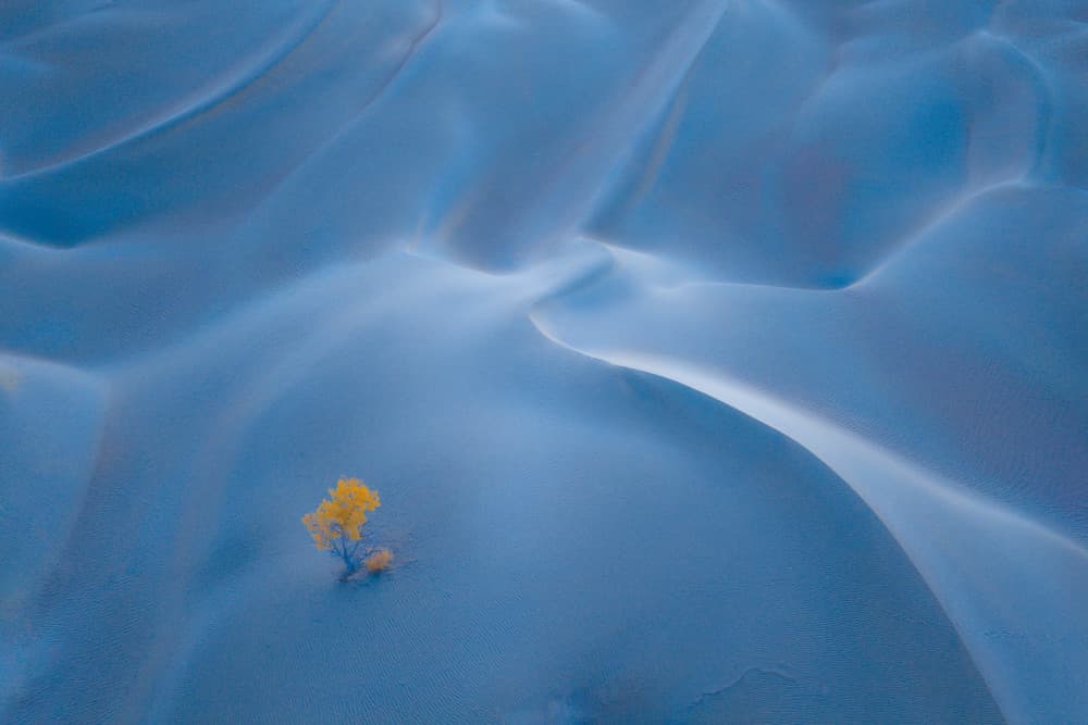 Blue Desert Yellow Tree by Bingo Z — canvas wall art