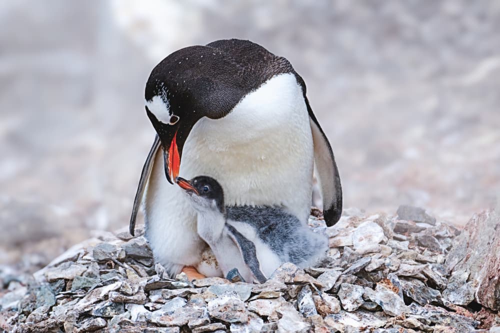 Penguin Chick Feeding by Siyu_Wei APA — canvas wall art