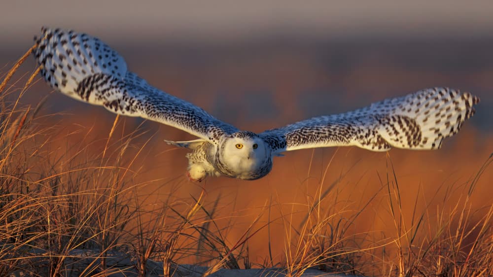 Snowy Owl in Flight by Gavin Lam — canvas wall art