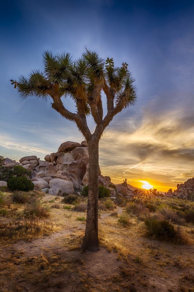Joshua Tree Sunset by Melanie Viola — canvas wall art
