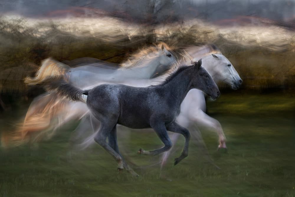 Fluid Horse Motion by Milan Malovrh — canvas wall art
