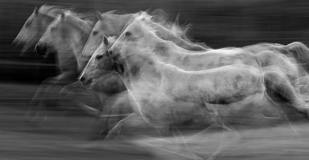 Galloping White Horses by Milan Malovrh — canvas wall art