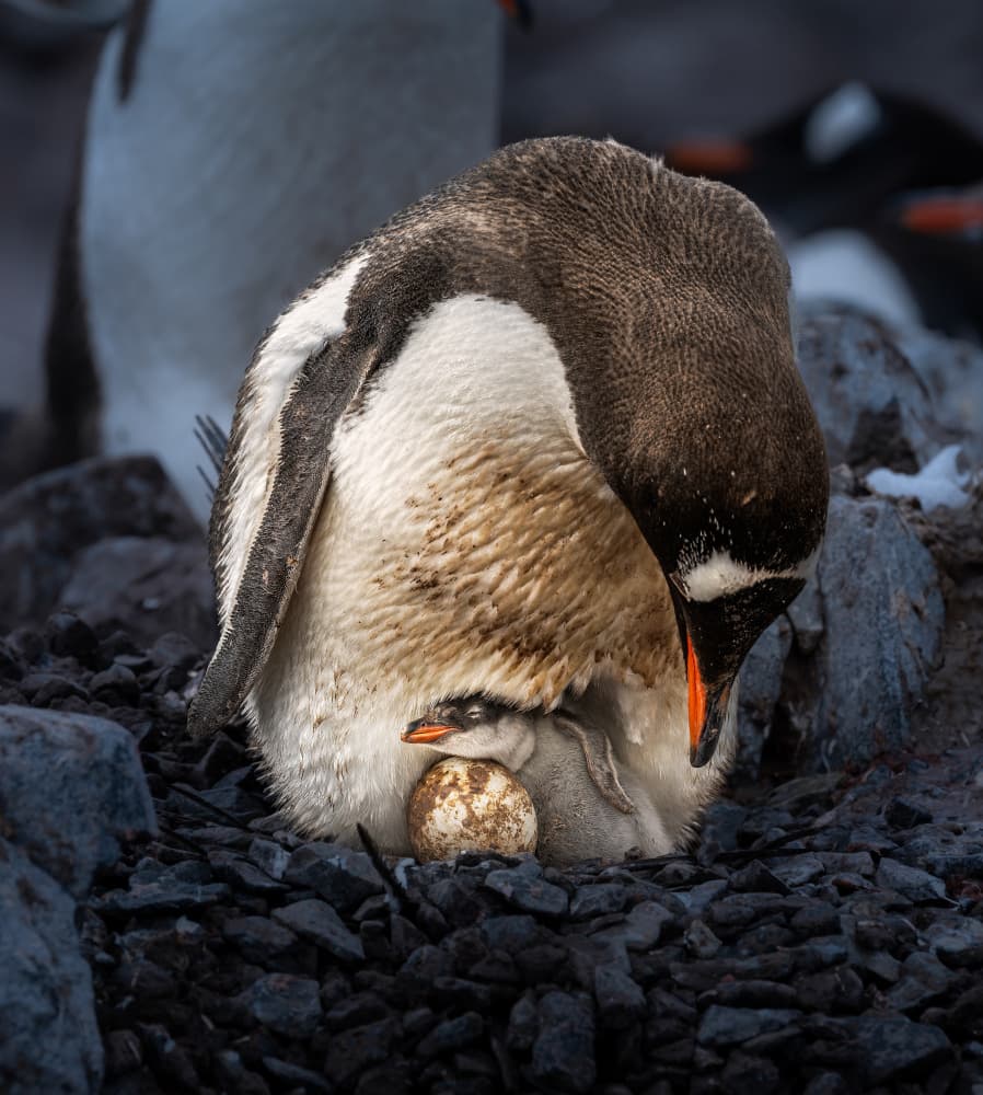 Gentoo Penguin Family by Allen SDCA — canvas wall art
