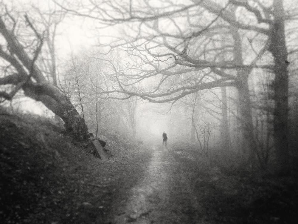 Solitary Forest Wanderer by Adam Dauria ☂ — canvas wall art