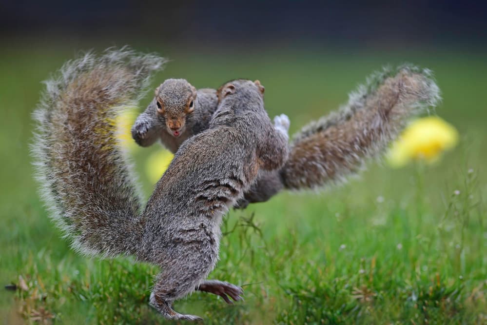 Playful Squirrel Encounter by Rob Li — canvas wall art