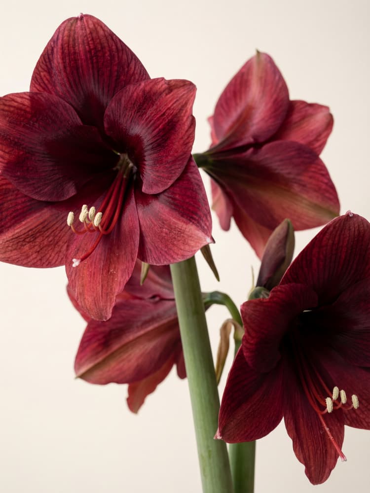 Elegant Burgundy Amaryllis by Andreas Magnusson — canvas wall art