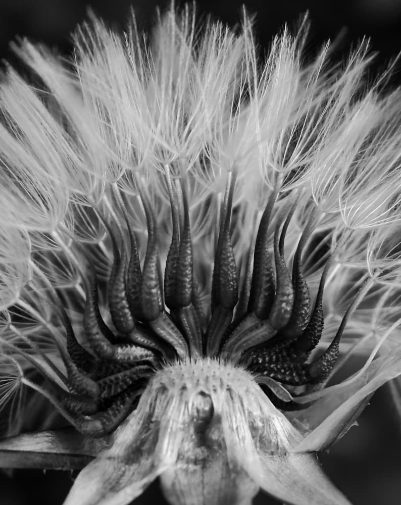 Delicate Dandelion Seeds by Ivan Lesica — canvas wall art
