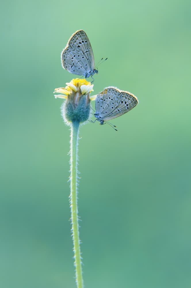 Peaceful Butterflies on Bloom by Edy Pamungkas — canvas wall art