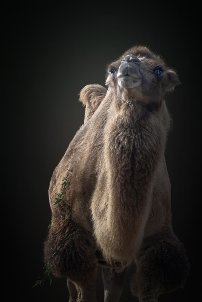 Curious Camel Portrait by Jealousy — canvas wall art