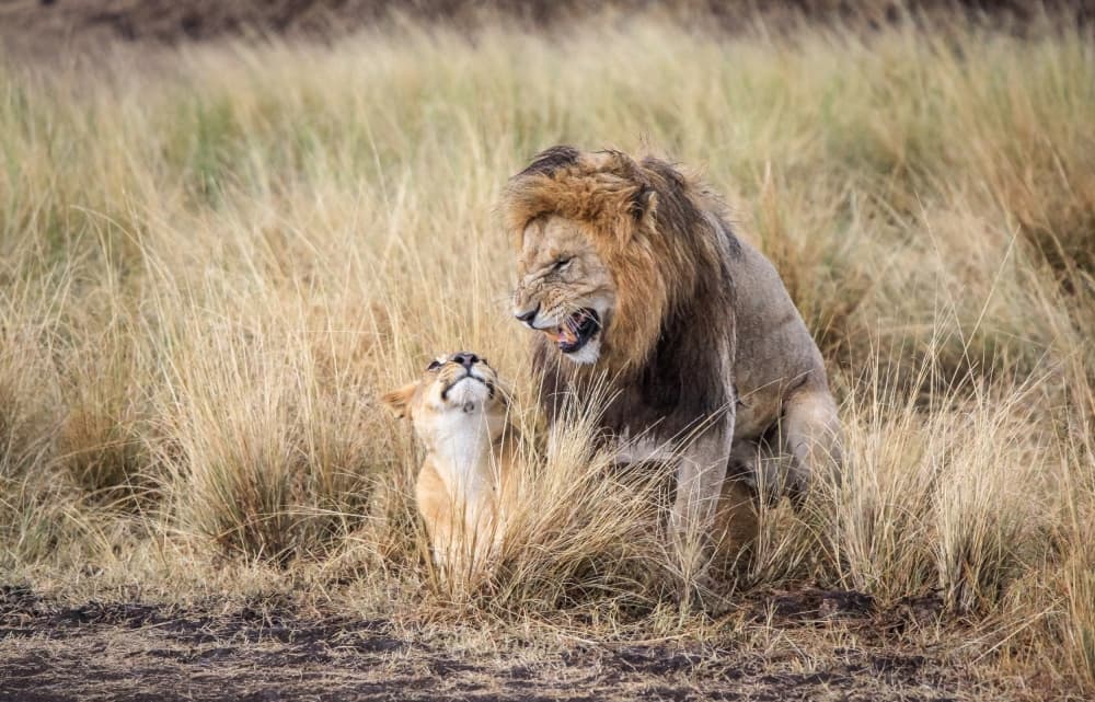 Mating African Lions by Jeffrey C. Sink — canvas wall art