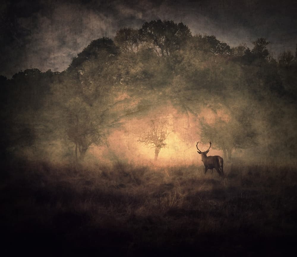 Misty Forest Stag by Robert Fabrowski — canvas wall art