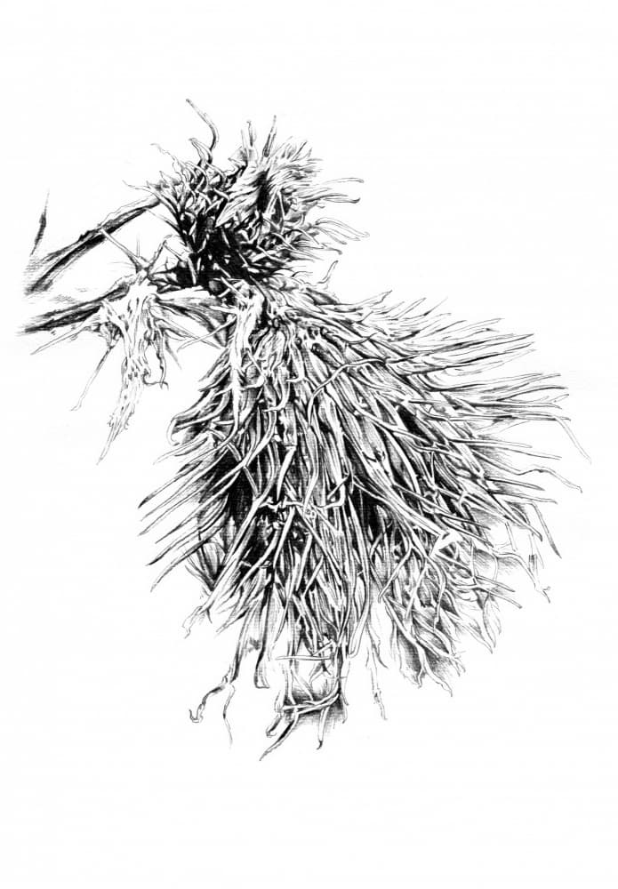 Spiky Thistle Texture by Kulik — canvas wall art