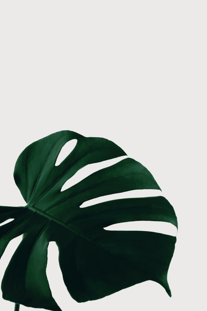 Tropical Monstera Leaf by Pictufy Studio III — canvas wall art