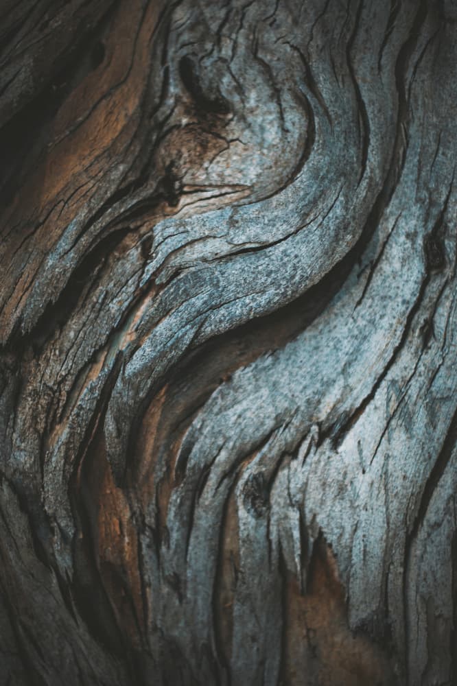 Organic Wood Swirls by Tim Mossholder — canvas wall art