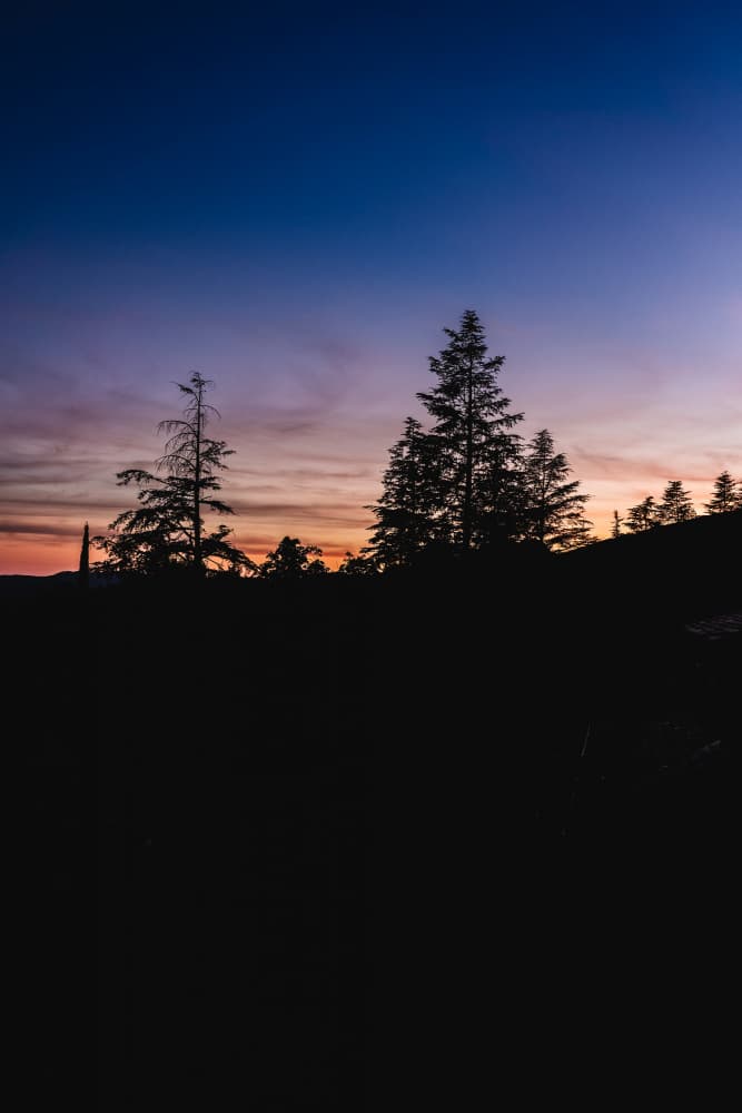 Twilight Forest Silhouettes by Aimee Giles — canvas wall art