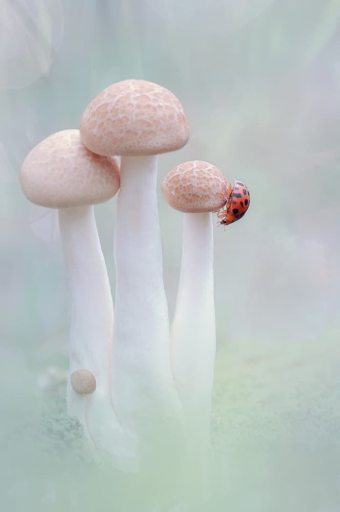 Ladybug Mushroom Climb by Edy Pamungkas — canvas wall art
