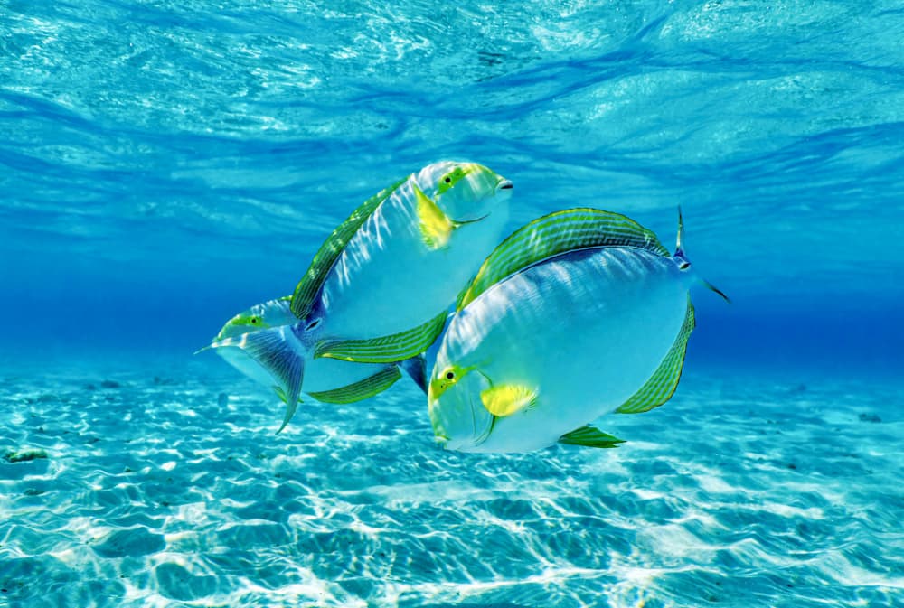 Three Tropical Fish by Serge Melesan — canvas wall art