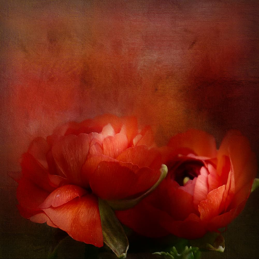 Vibrant Red Blooms by Gaille Gray — canvas wall art
