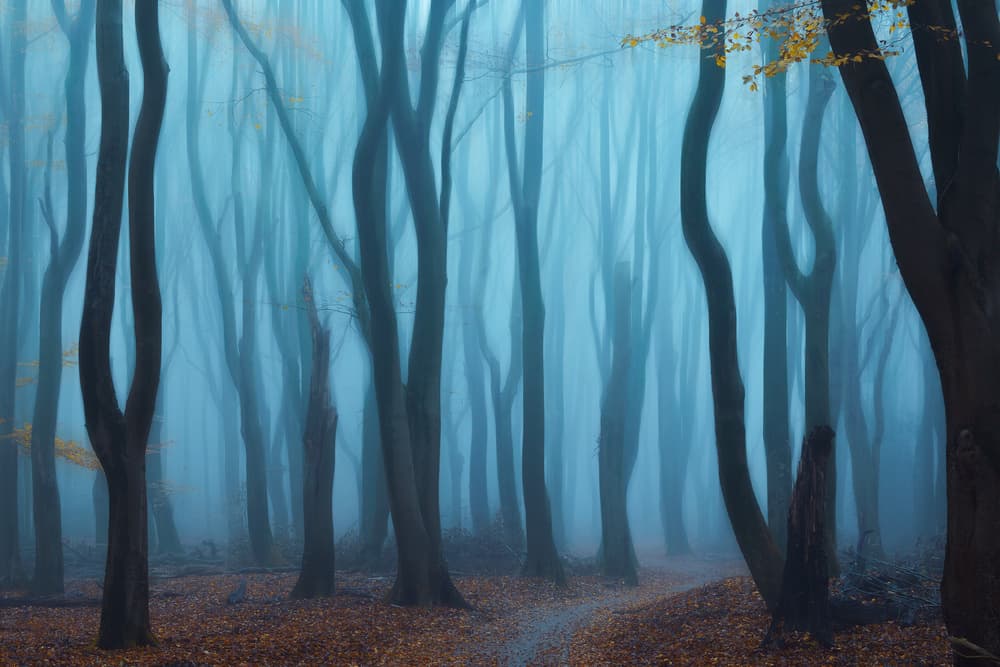 Misty Forest Path by NingYun Ye — canvas wall art