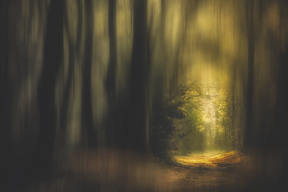 Enchanted Forest Path by Hilda van der Lee — canvas wall art