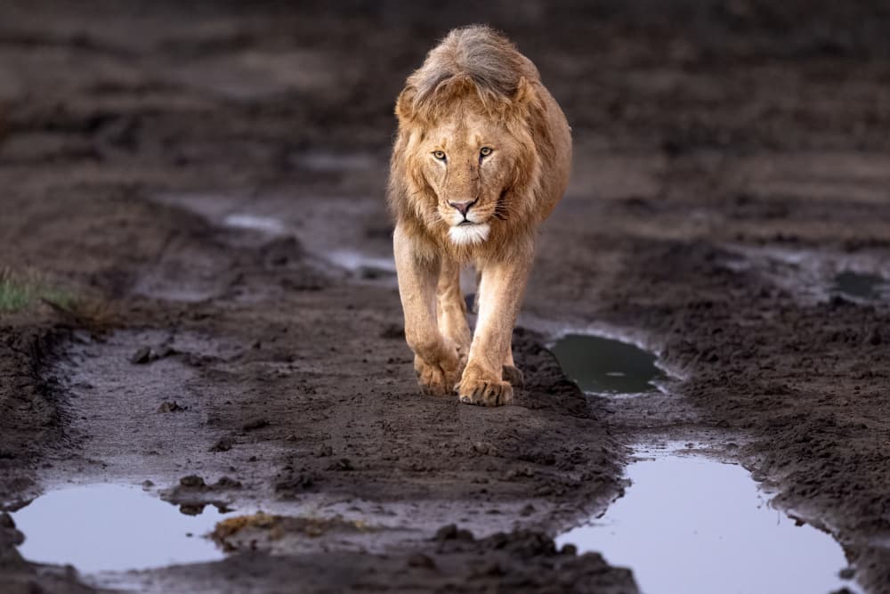 Majestic African Lion by Jeffrey C. Sink — canvas wall art