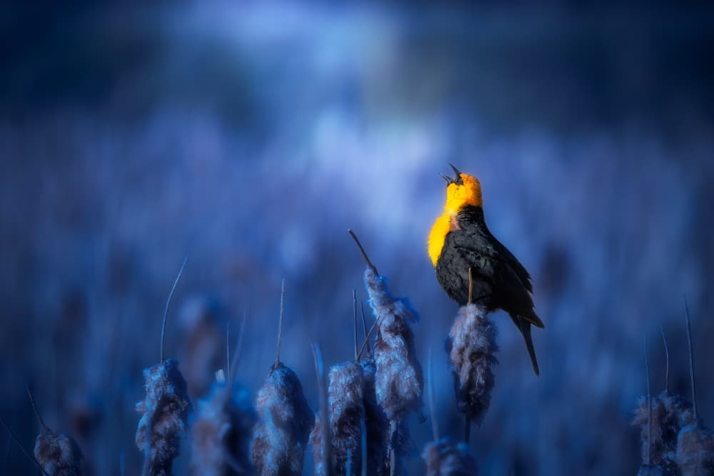 Singing Yellow Blackbird by Alex Zhao — canvas wall art