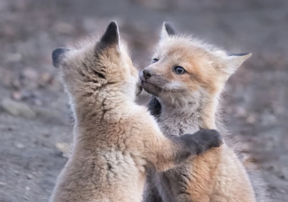 Fox Kit Embrace by Jasmine Suo — canvas wall art