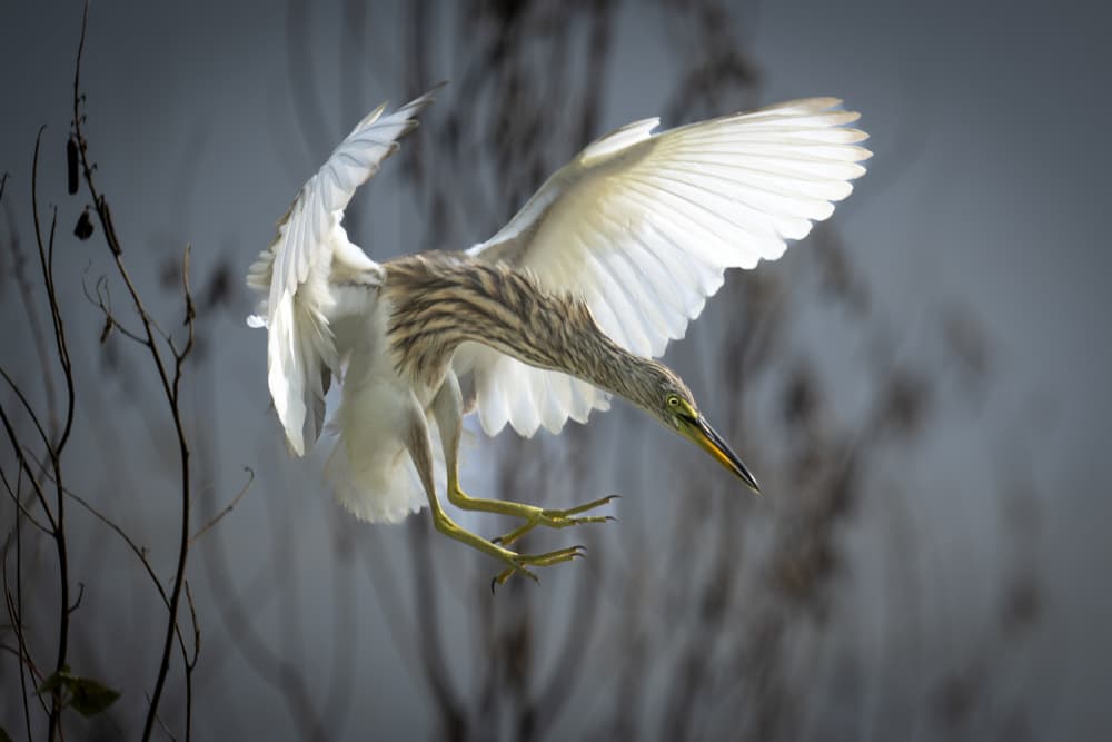 Heron Landing Gracefully by Roshkumar — canvas wall art