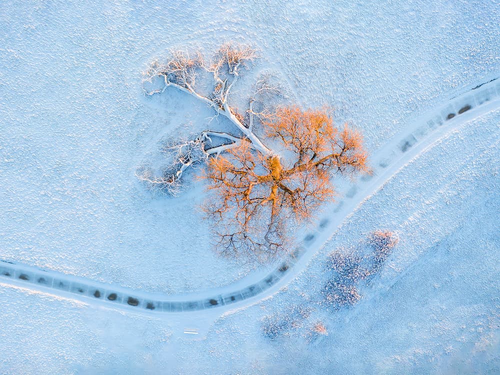 Golden Winter Tree by Mei Xu — canvas wall art