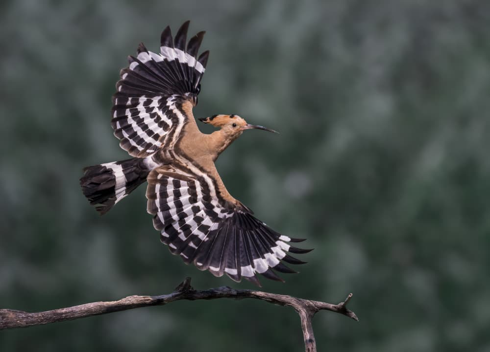 Hoopoe In Flight by Vicki Lai — canvas wall art