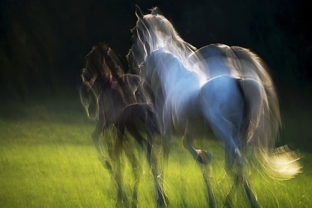 Ethereal Running Horses by Milan Malovrh — canvas wall art