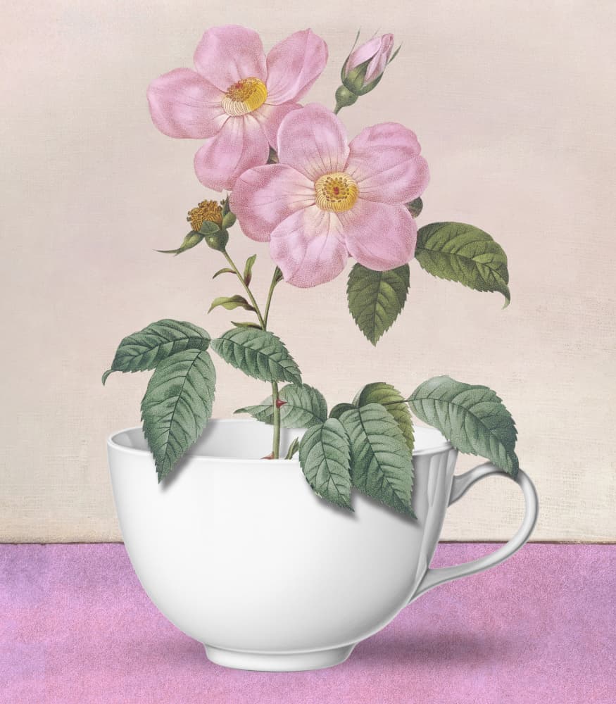 Roses In A Teacup by Marja van den Hurk — canvas wall art