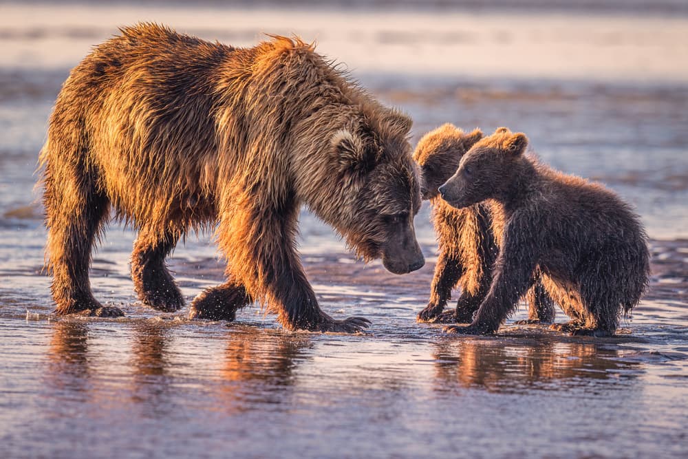 Golden Bear Family by Jeffrey C. Sink — canvas wall art