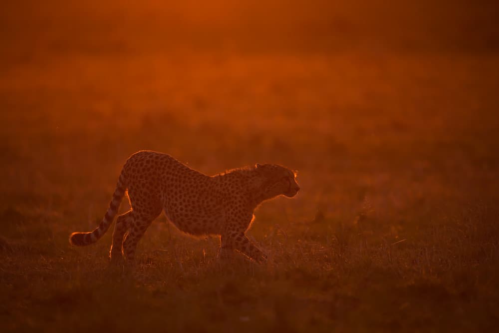 Golden Hour Cheetah by Marco Pozzi — canvas wall art