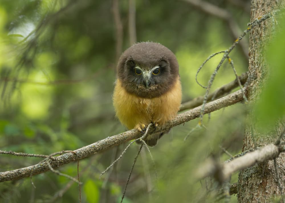 Forest Baby Owl by Tony Xu — canvas wall art