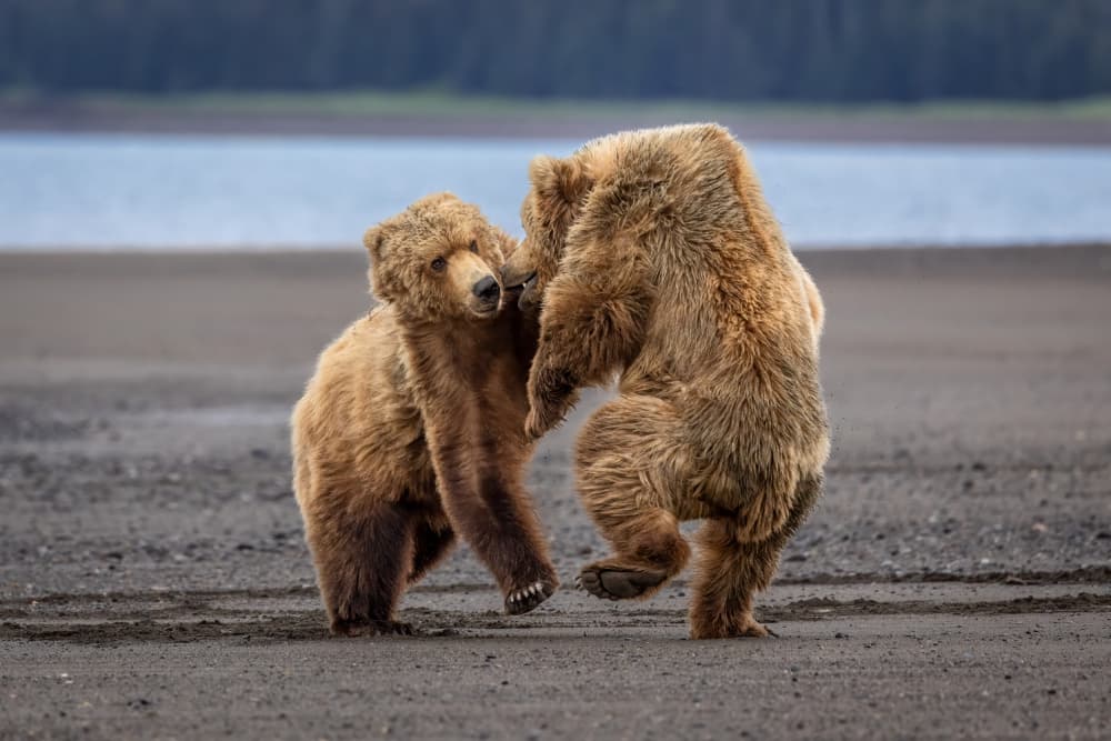 Wrestling Grizzly Bears by Mark Strom — canvas wall art