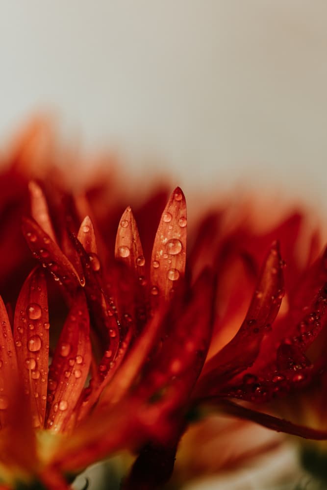 Dewy Red Petals by Javier Pardina — canvas wall art