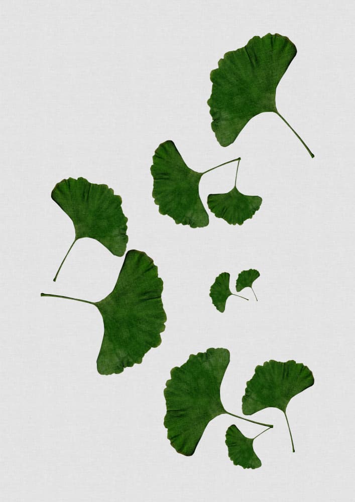 Fresh Ginkgo Leaves by Orara Studio — canvas wall art