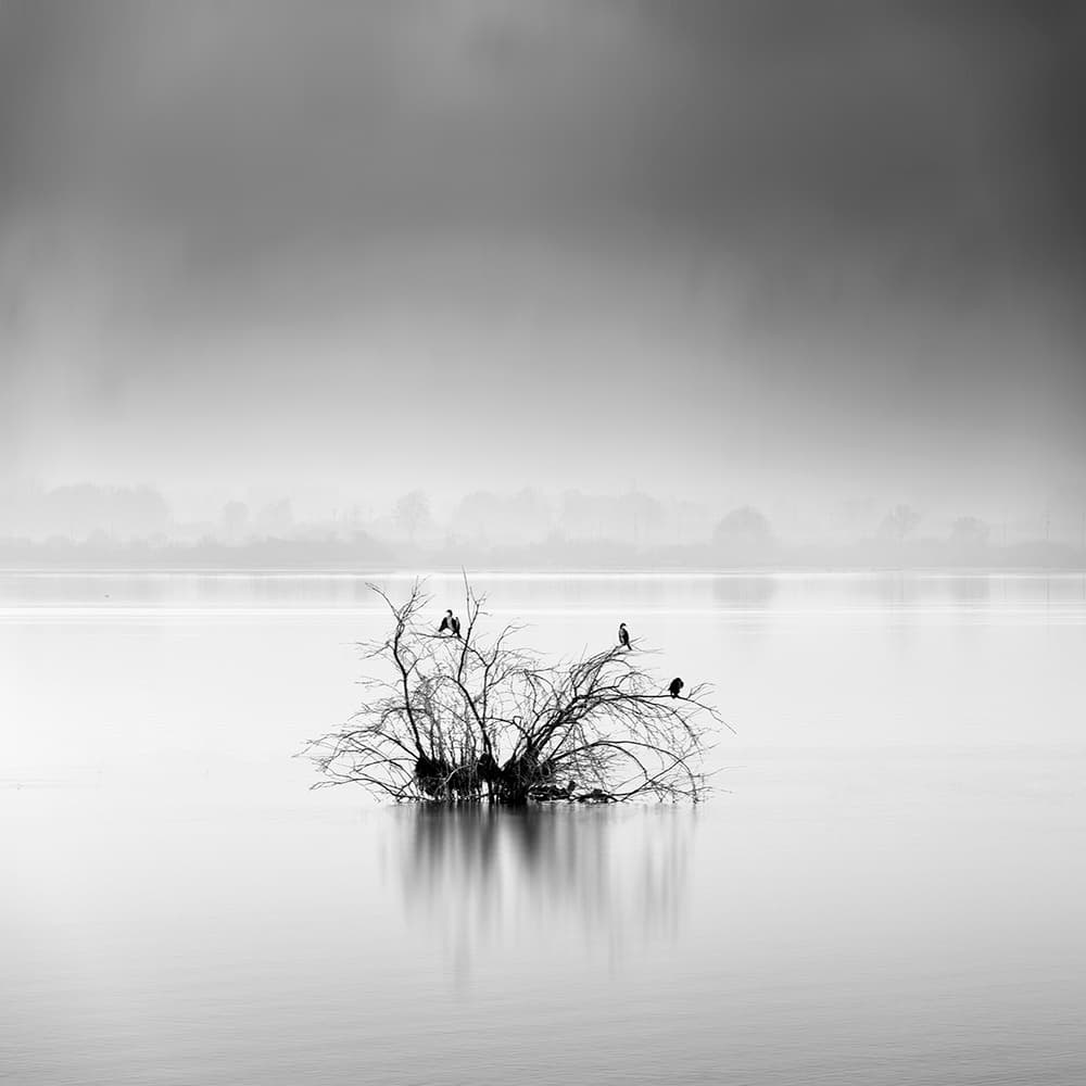 Misty Lake Tree Birds by George Digalakis — canvas wall art