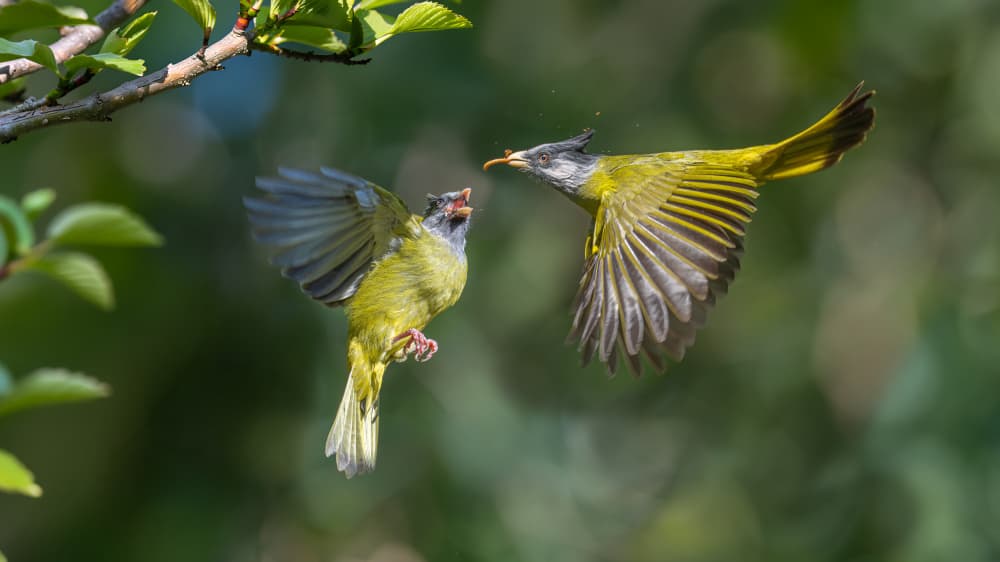 Birds Feeding Flight by tianhuayu — canvas wall art